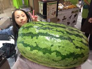 for you吃瓜,揭秘“for you”吃瓜背后的娱乐真相