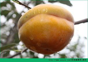 梨瓜可吃皮,皮中精华，美味与健康共存