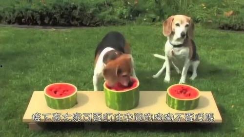 吃瓜只吃中间搞笑音乐,揭秘吃瓜群众的欢乐音乐之旅