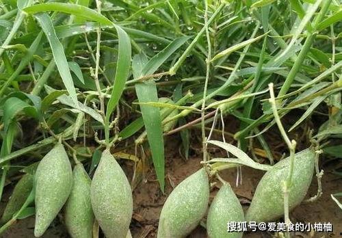 喝牛奶吃羊角瓜,营养美味两不误