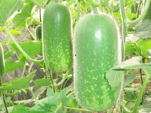 沧玹在线吃瓜,揭秘娱乐圈的瓜田秘事