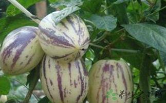 吃茄瓜过敏,症状、原因及预防措施