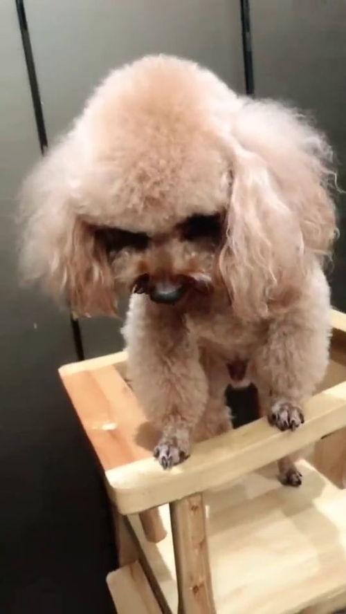 吃瓜小泰迪,揭秘娱乐圈的幕后故事