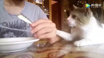 猫咪吃瓜恶搞视频,萌宠搞笑瞬间大盘点