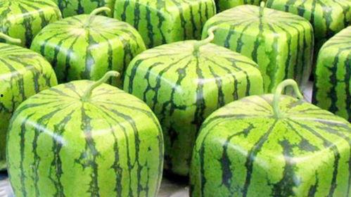 瓜真的不能随便吃,揭秘瓜类食物的挑选与食用常识