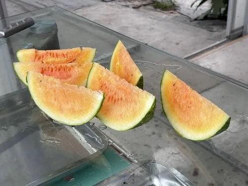 厦门农村吃瓜视频,瓜香四溢，欢乐满园