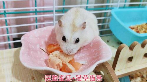 猫咪可以吃蜜瓜,蜜瓜，猫咪的新宠？